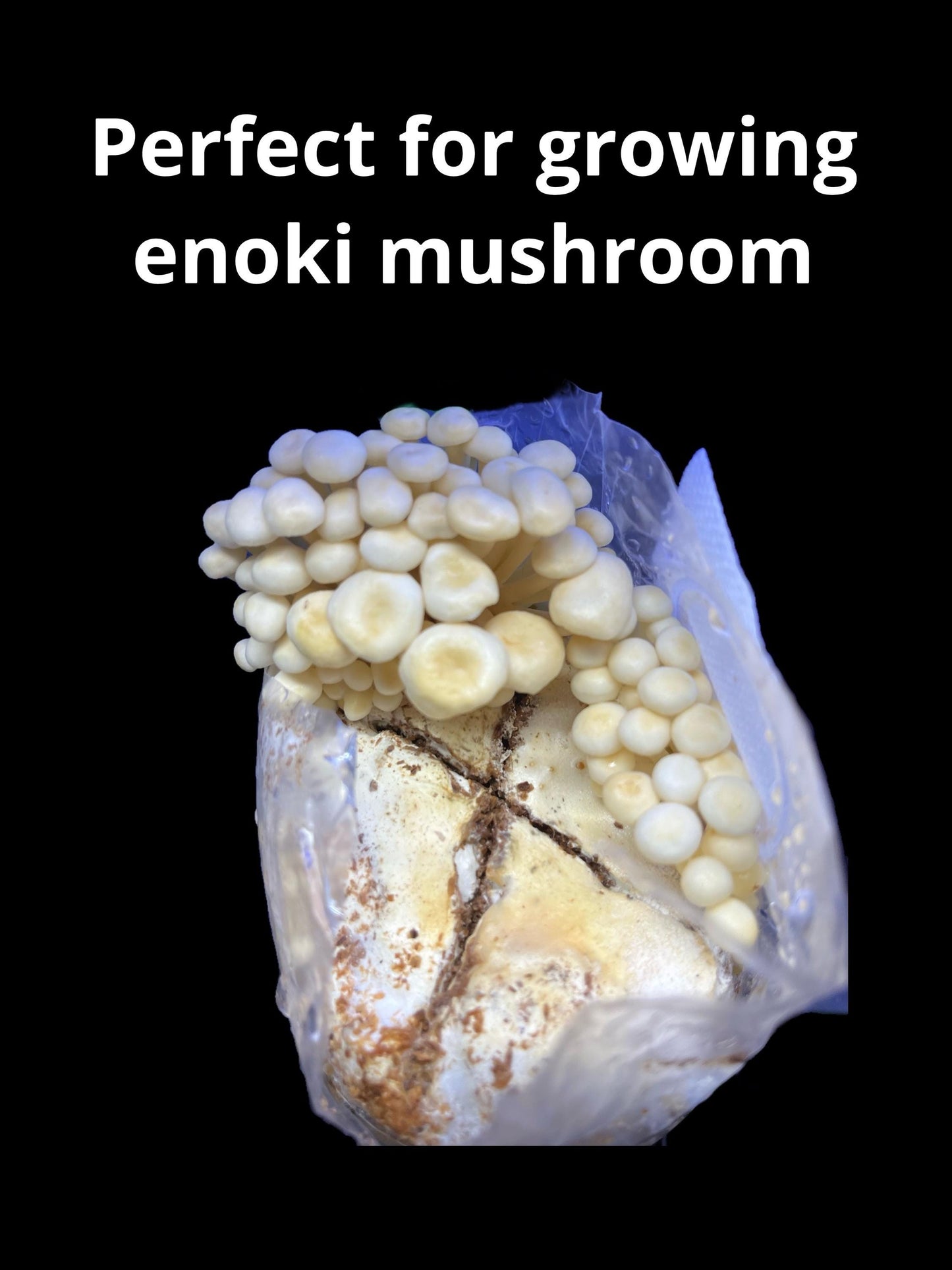 Small All-in-One Mushroom Growing Kit - + Liquid Culture Syringe