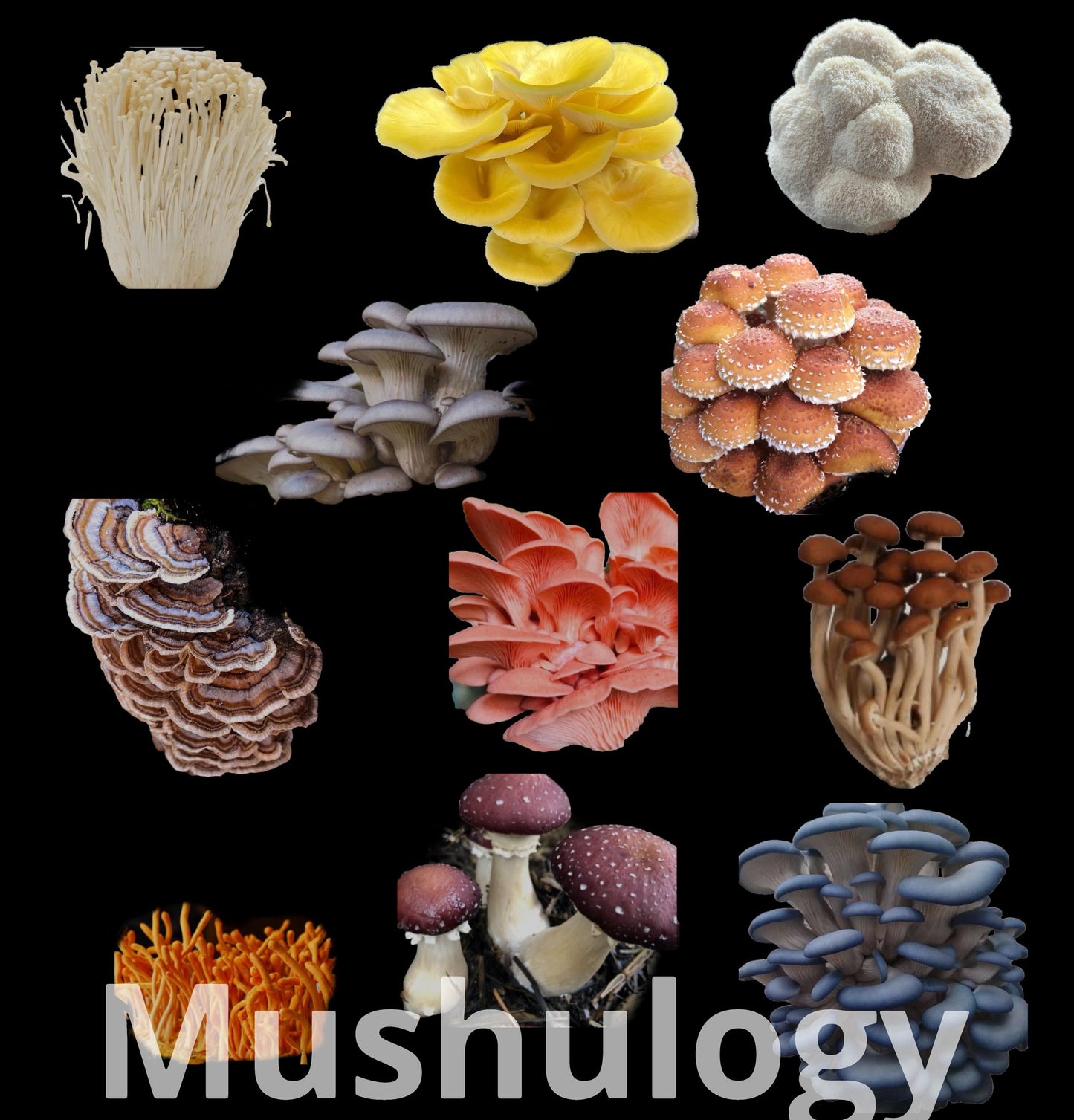 Log Inoculation Kit - 100 Turkey tail Wood Plugs for Mushroom Cultivation . Turkey tail mushroom