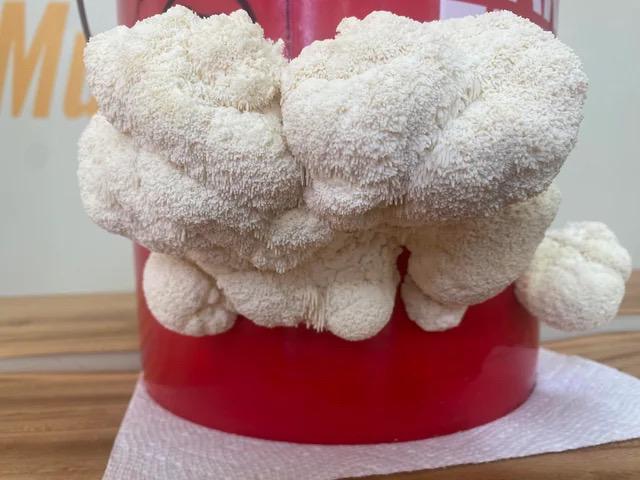 Organic Lions Mane Mushroom Liquid Culture for Grain Spawn Inoculation- Grow mushrooms indoors