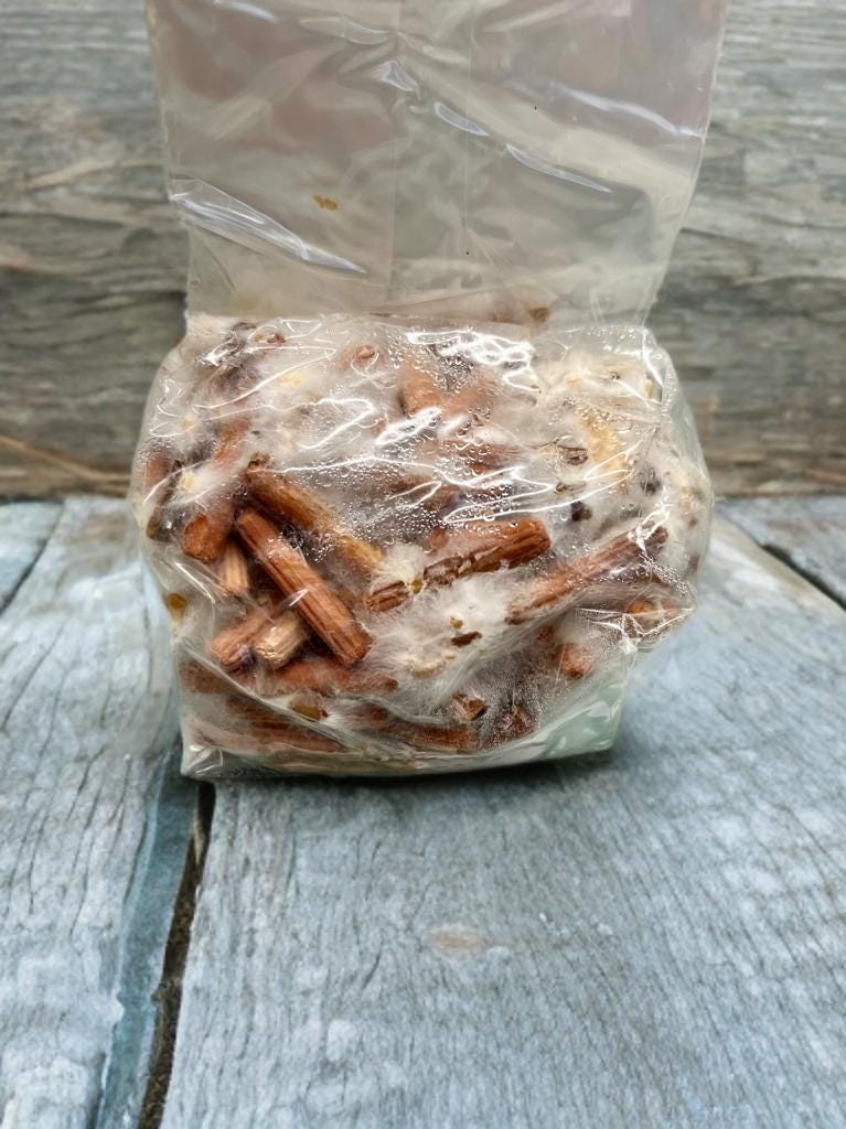 Log Inoculation Kit - 100 Shiitake Wood Plugs for Mushroom Cultivation . Shiitake mushroom