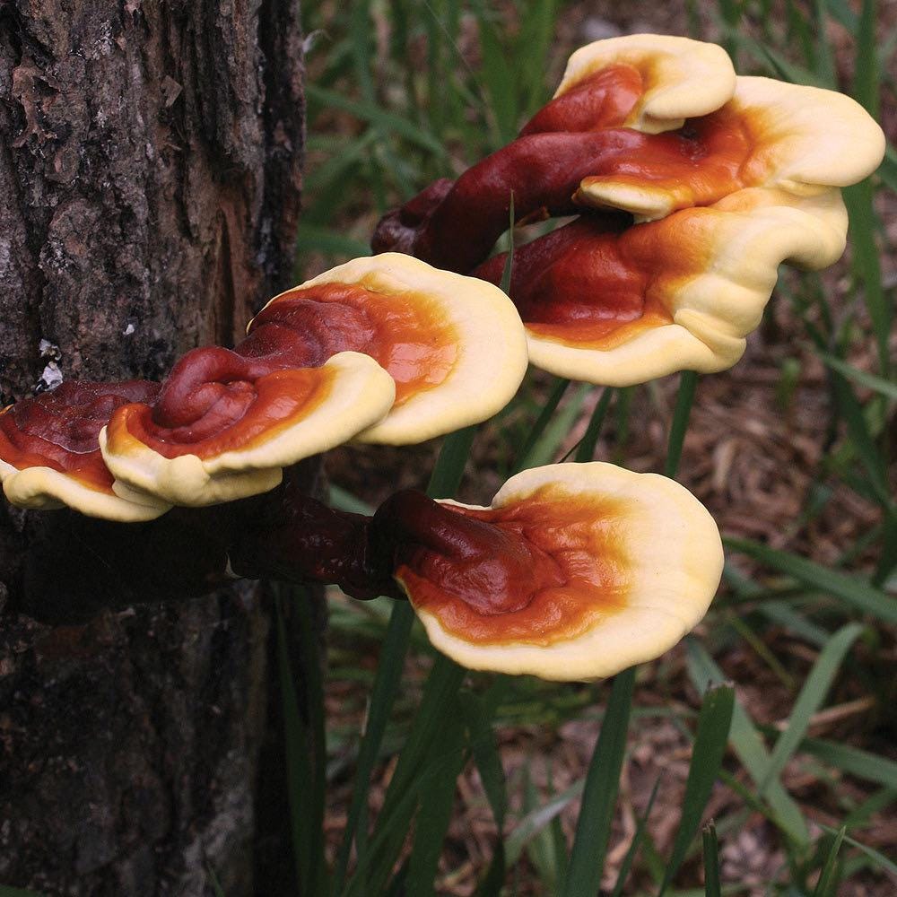 Log Inoculation Kit - 100 Reishi Wood Plugs for Mushroom Cultivation . Reishi mushroom