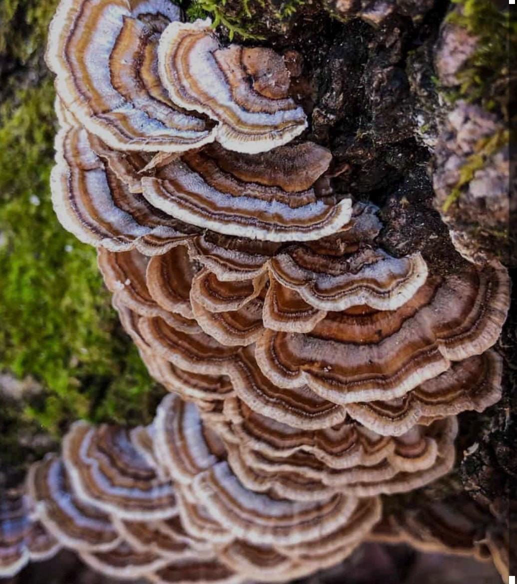 Log Inoculation Kit - 100 Turkey tail Wood Plugs for Mushroom Cultivation . Turkey tail mushroom