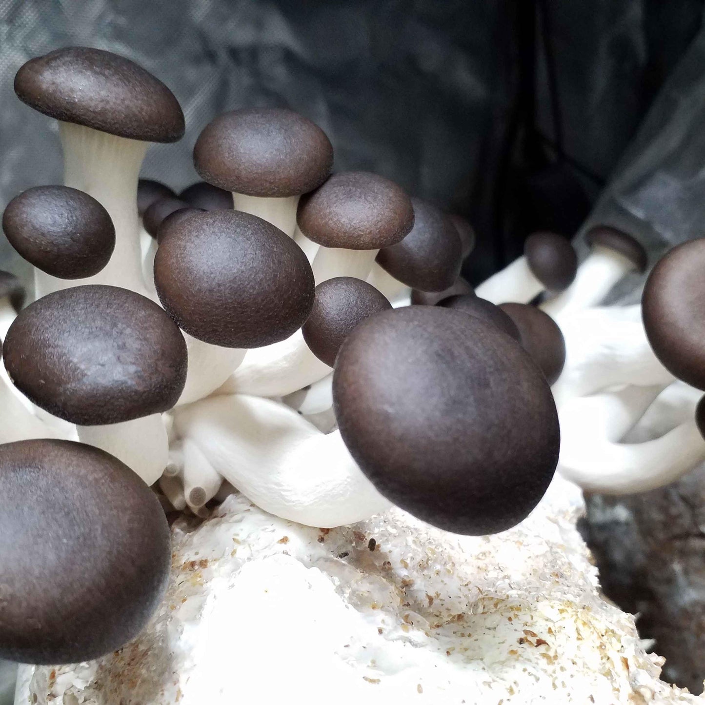 Premium Black Oyster Mushroom Grain Spawn for Growing Mushrooms at home