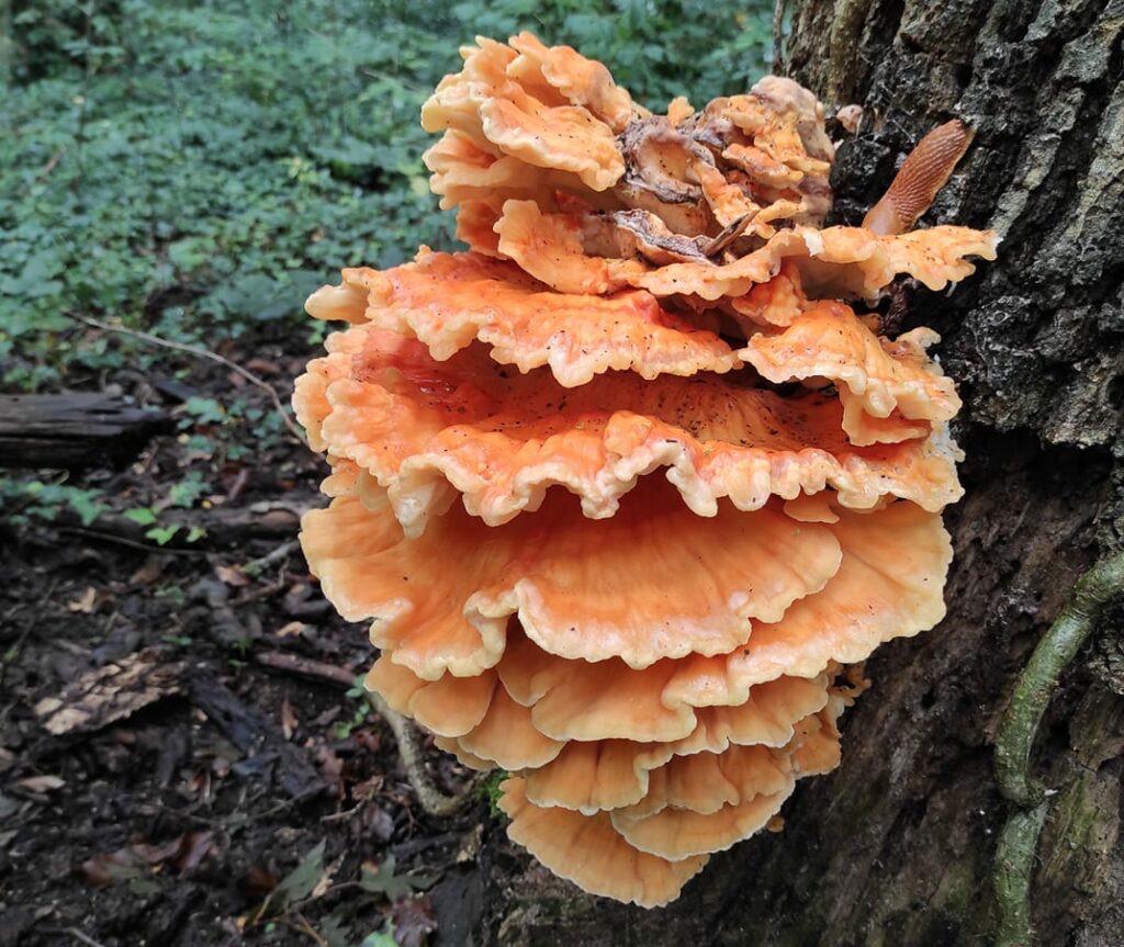 Fully Colonized Mushroom Spawn - Chicken of the Woods Strain for DIY Cultivation- Grow Mushrooms indoors or outdoors