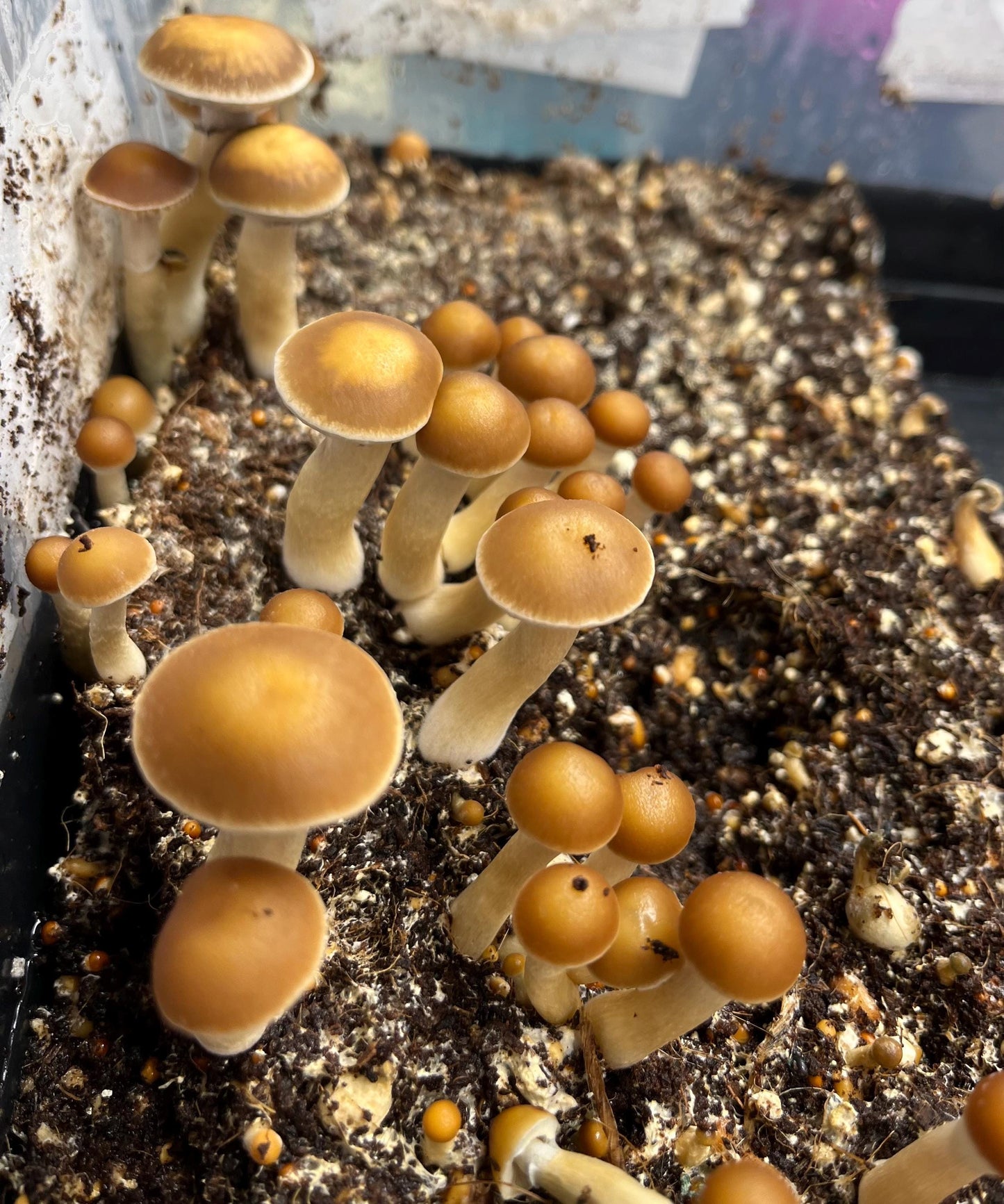 Handcrafted Monotub for Growing Mushrooms - Indoor Gardening Supplies