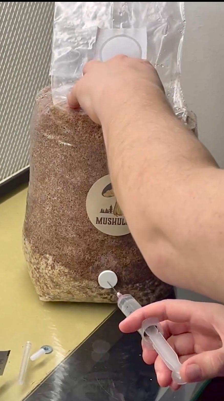 Premium Pink Oyster Mushroom Liquid Culture for Grain Spawn Inoculation- Grow mushrooms indoors