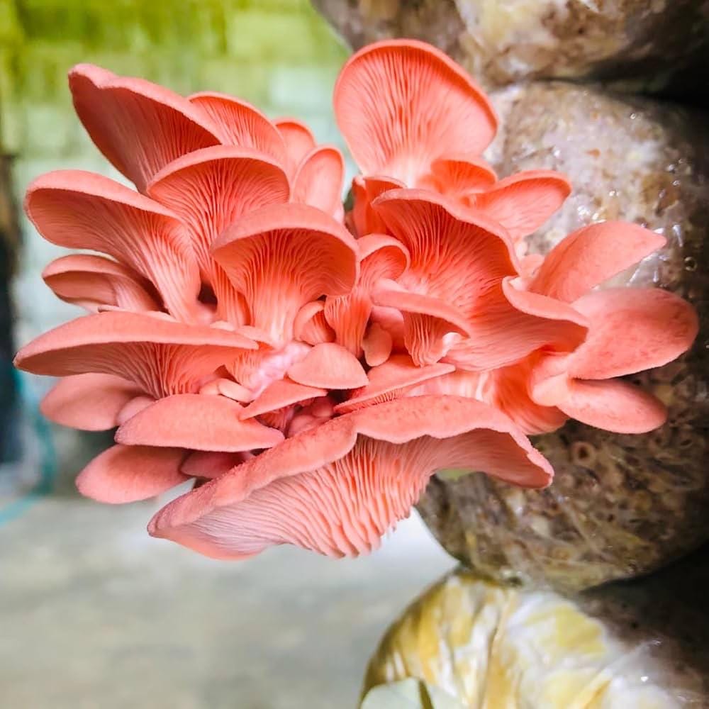Premium Pink Oyster Mushroom Liquid Culture for Grain Spawn Inoculation- Grow mushrooms indoors