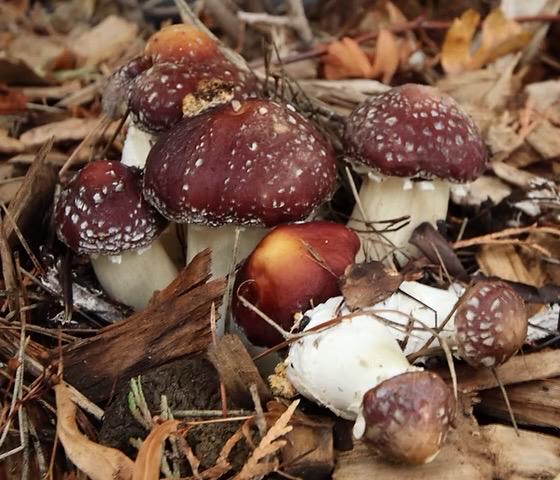 Organic Red wine caps Mushroom Liquid Culture for Grain Spawn Inoculation- Grow mushrooms indoors