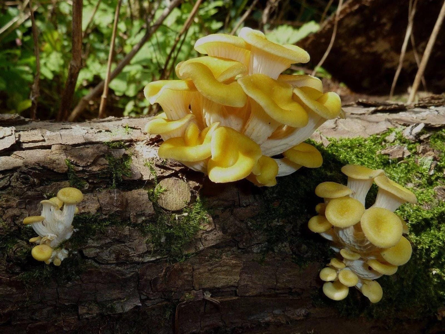Log Inoculation Kit - 100 Yellow Oyster Wood Plugs for Mushroom Cultivation . Yellow oyster mushroom