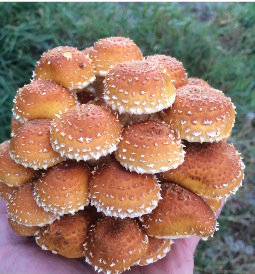 Organic Chestnut Mushroom Liquid Culture for Grain Spawn Inoculation- Grow mushrooms indoors