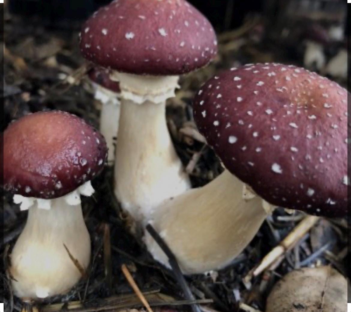 Organic Red wine caps Mushroom Liquid Culture for Grain Spawn Inoculation- Grow mushrooms indoors