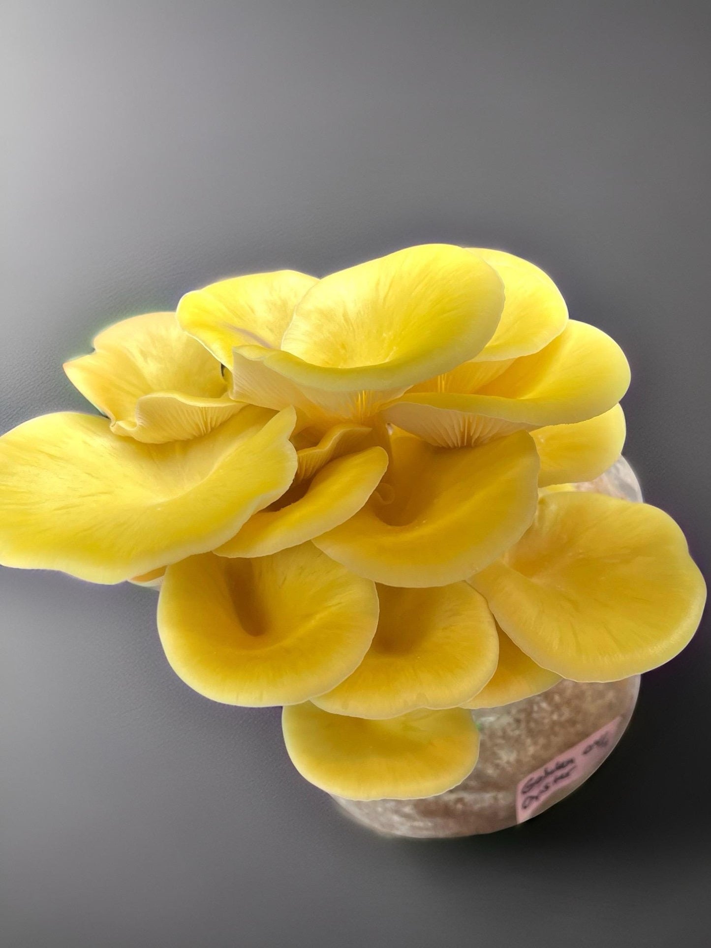 Sterilized Mushroom Growing Medium | Natural Hardwood Substrate - Grow Mushrooms at home -DIY mushroom cultivation
