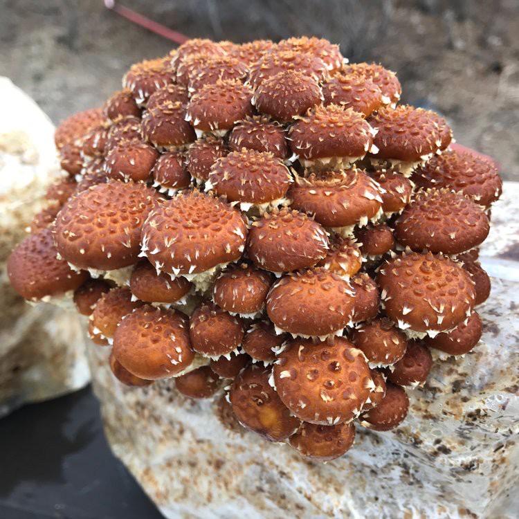 Chestnut Grain Spawn mushroom - Ready-to-Use for Mushroom Farming & Indoor Cultivation mushroom spawn