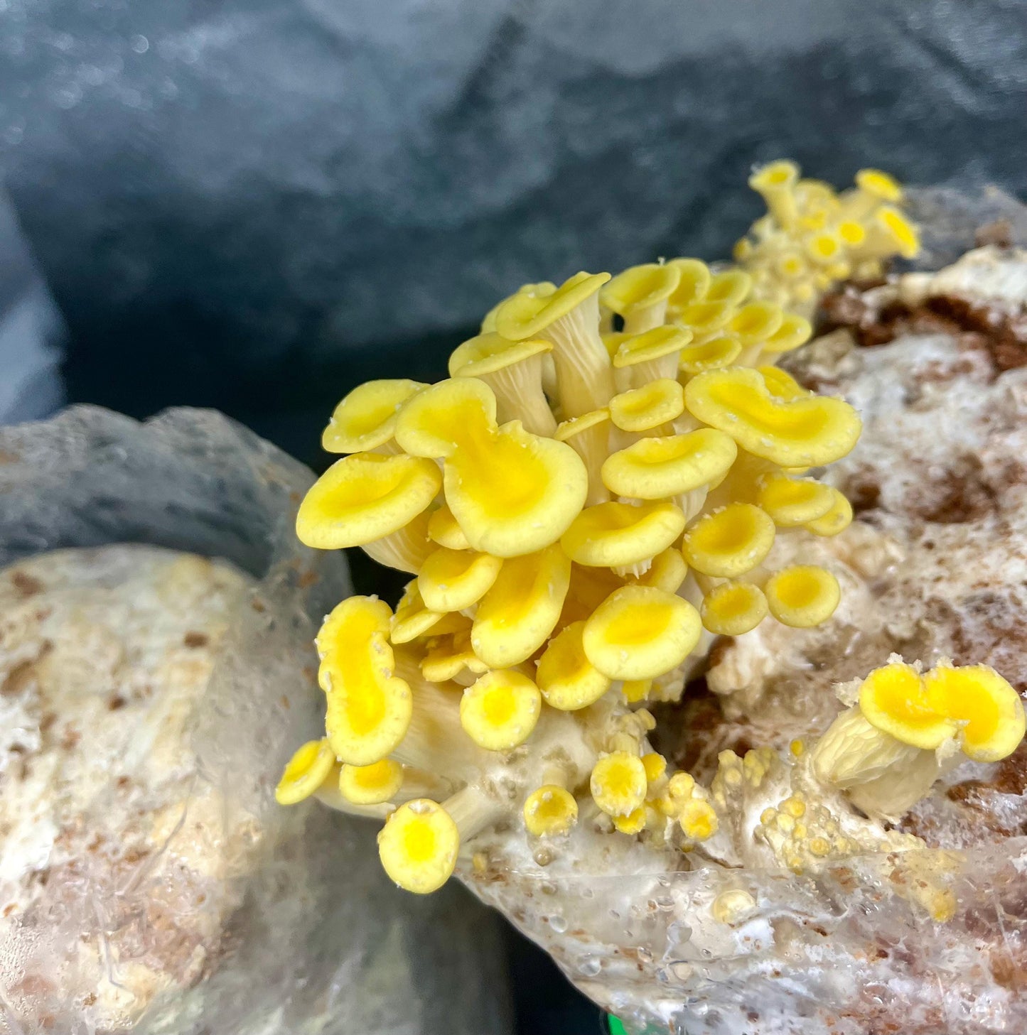 Organic Yellow Oyster Mushroom Liquid Culture for Grain Spawn Inoculation- Grow mushrooms indoors