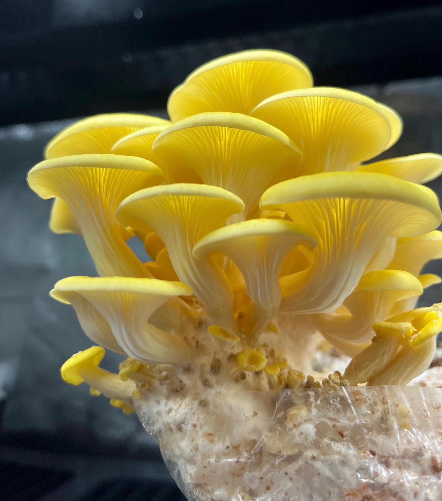 Organic Yellow Oyster Mushroom Liquid Culture for Grain Spawn Inoculation- Grow mushrooms indoors