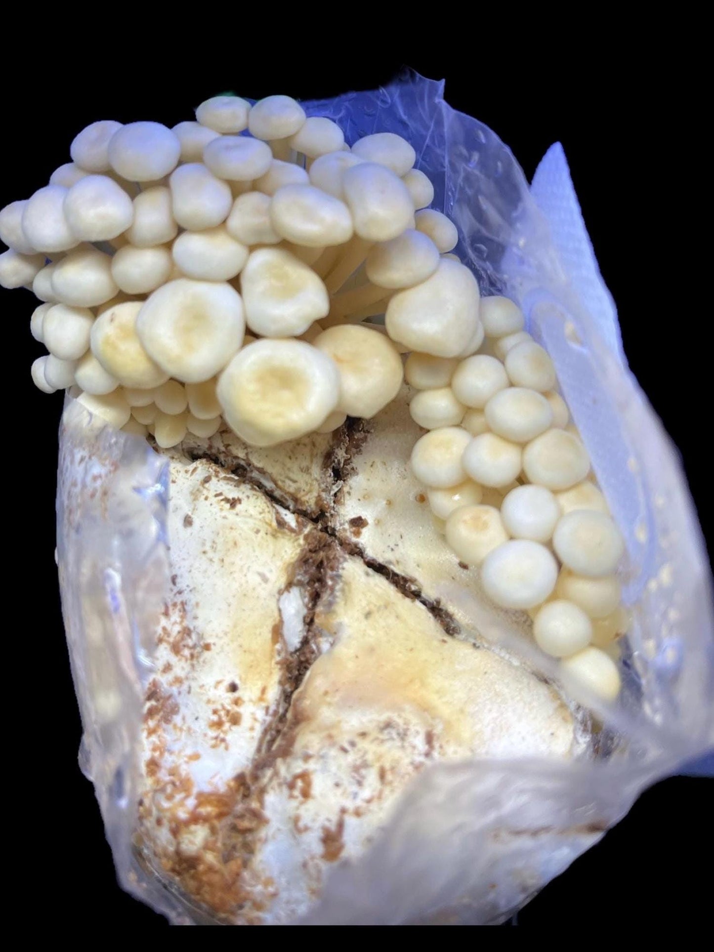 Organic White Enoki Grain Spawn for Mushroom Cultivation Easy Grow mushrooms at home