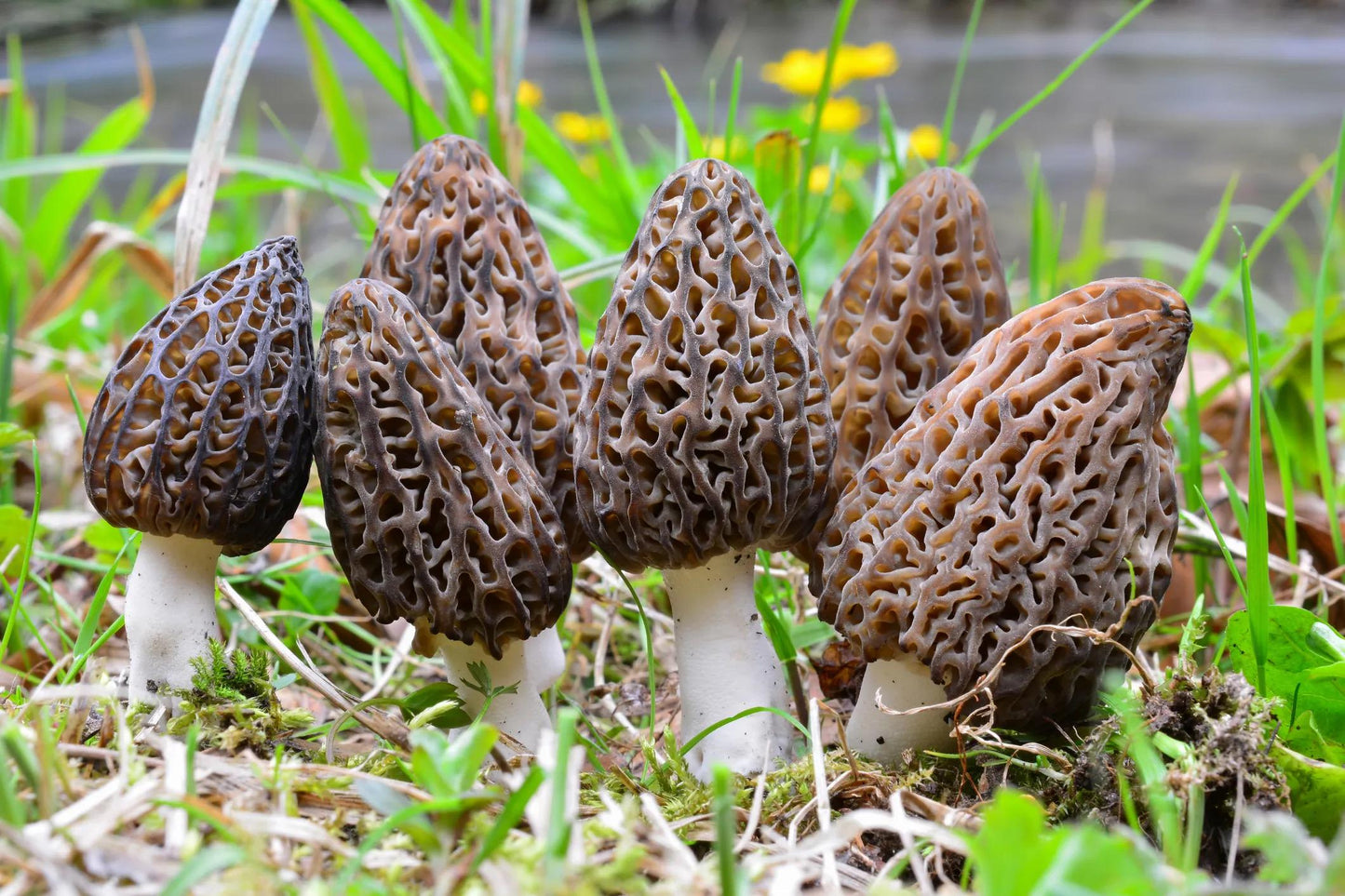 Premium Black Morel Mushroom Grain Spawn for Growing Mushrooms at home