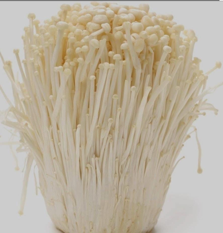 Premium Enoki Mushroom Liquid Culture for Grain Spawn Inoculation- Grow mushrooms indoors