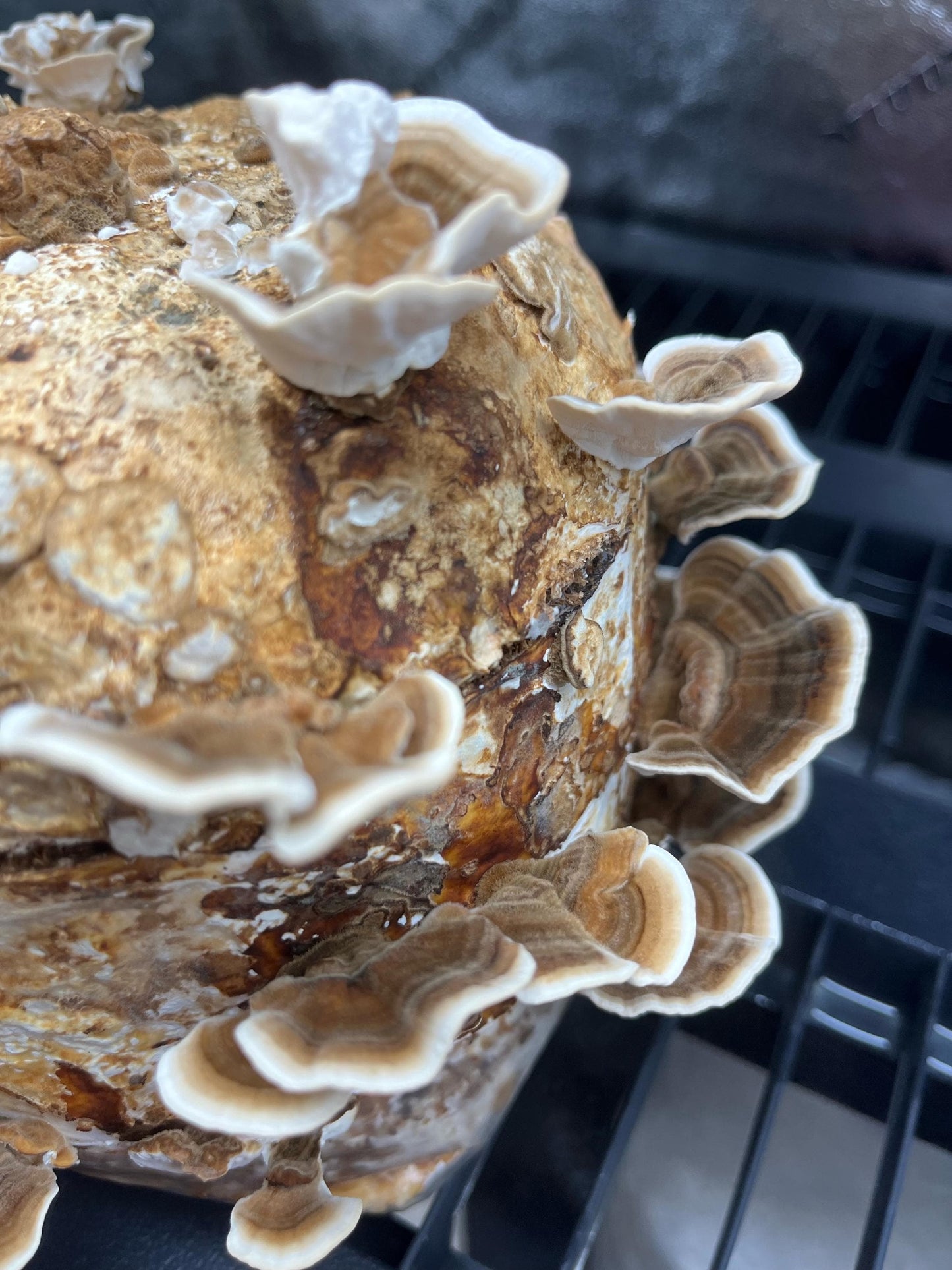 Sterilized Mushroom Growing Medium | Natural Hardwood Substrate - Grow Mushrooms at home -DIY mushroom cultivation