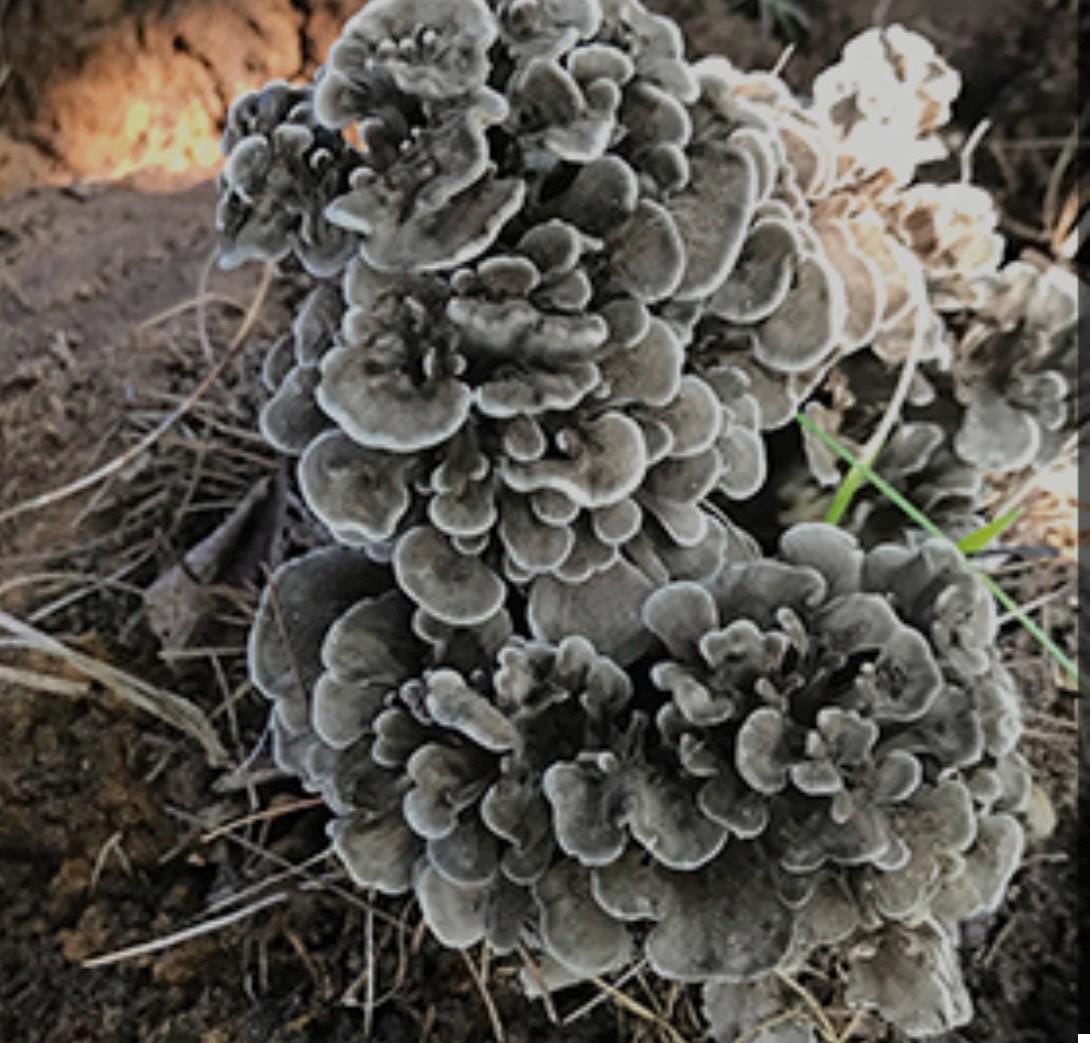Premium Maitake Mushroom Liquid Culture for Grain Spawn Inoculation- Grow mushrooms indoors
