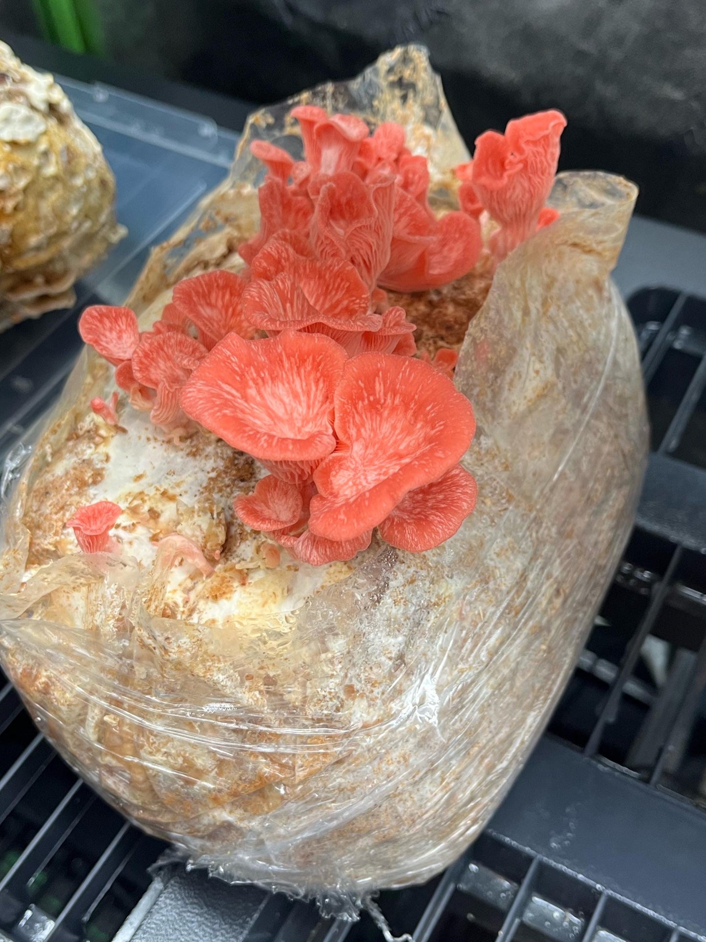 Sterilized Mushroom Growing Medium | Natural Hardwood Substrate - Grow Mushrooms at home -DIY mushroom cultivation