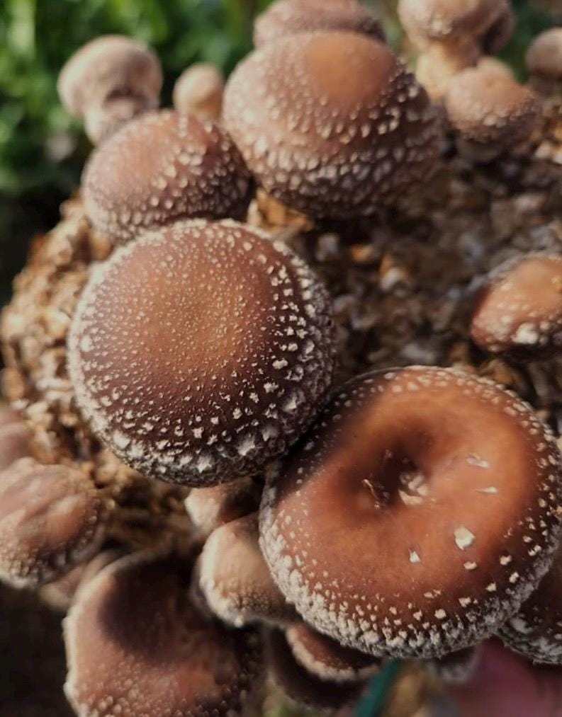 Log Inoculation Kit - 100 Shiitake Wood Plugs for Mushroom Cultivation . Shiitake mushroom