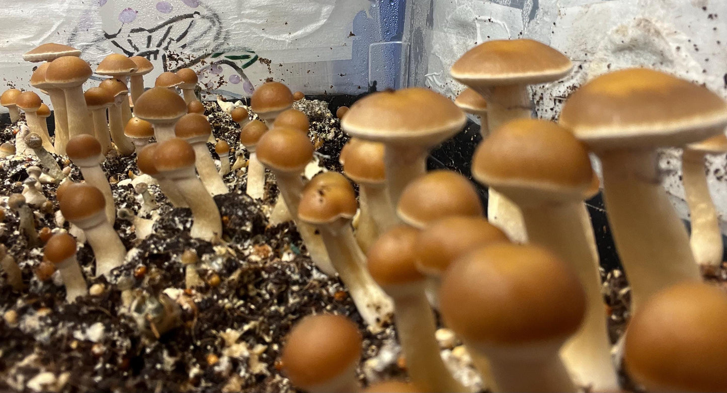 Handcrafted Monotub for Growing Mushrooms - Indoor Gardening Supplies