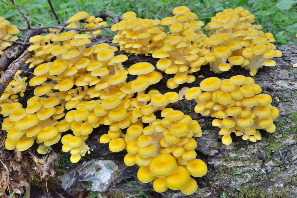 Log Inoculation Kit - 100 Yellow Oyster Wood Plugs for Mushroom Cultivation . Yellow oyster mushroom
