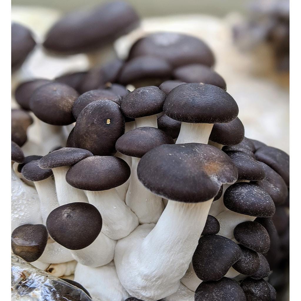 Black Pearl Oyster Wood Plugs - Mushroom Cultivation Supplies (100 Units)