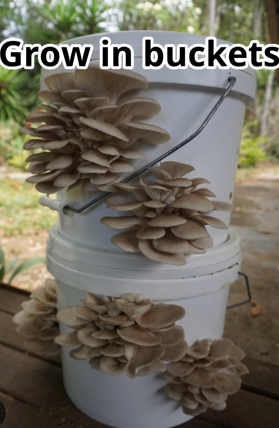 Organic King Oyster Mushroom Spawn - Ready to Grow mushroom cultivation