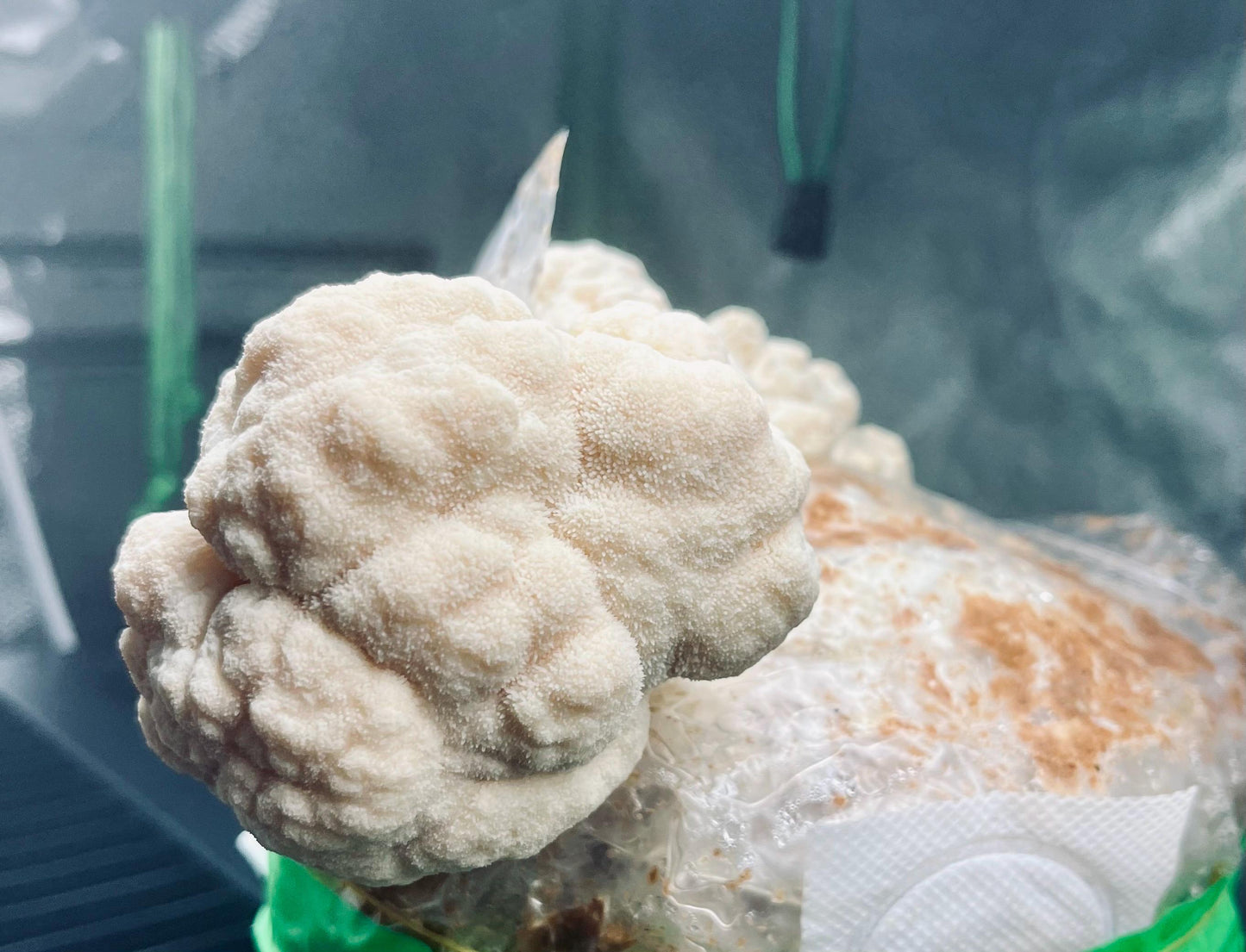 Organic Lions Mane Mushroom Liquid Culture for Grain Spawn Inoculation- Grow mushrooms indoors