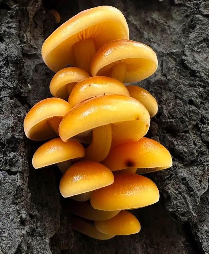 Enoki Wood Plugs - Mushroom Cultivation Supplies (100 Units)