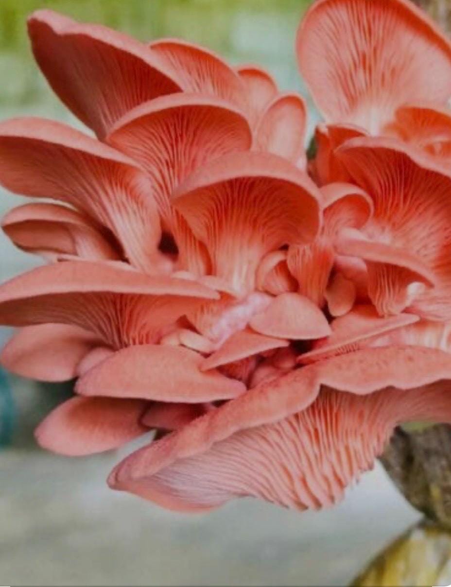 Premium Pink Oyster Mushroom Grain Spawn for Growing Mushrooms at home