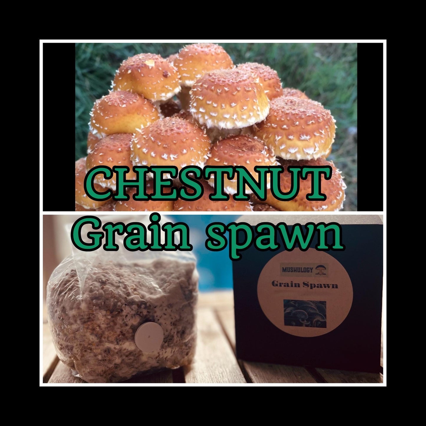 Chestnut Grain Spawn mushroom - Ready-to-Use for Mushroom Farming & Indoor Cultivation mushroom spawn