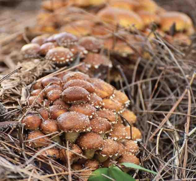Chestnut Grain Spawn mushroom - Ready-to-Use for Mushroom Farming & Indoor Cultivation mushroom spawn