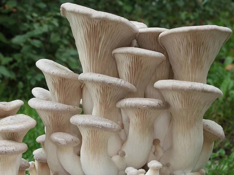 Organic King Oyster Mushroom Spawn - Ready to Grow mushroom cultivation