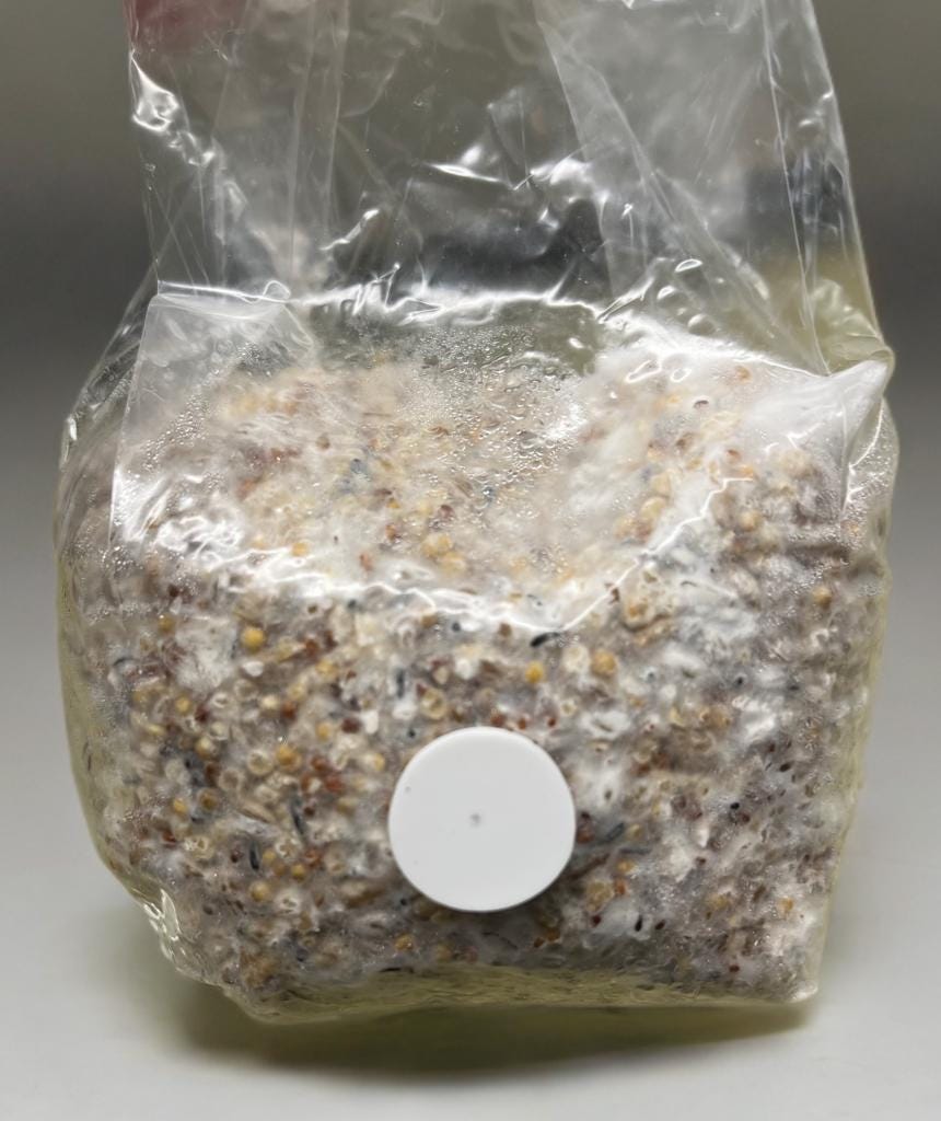 Fully Colonized Mushroom Spawn - Chicken of the Woods Strain for DIY Cultivation- Grow Mushrooms indoors or outdoors