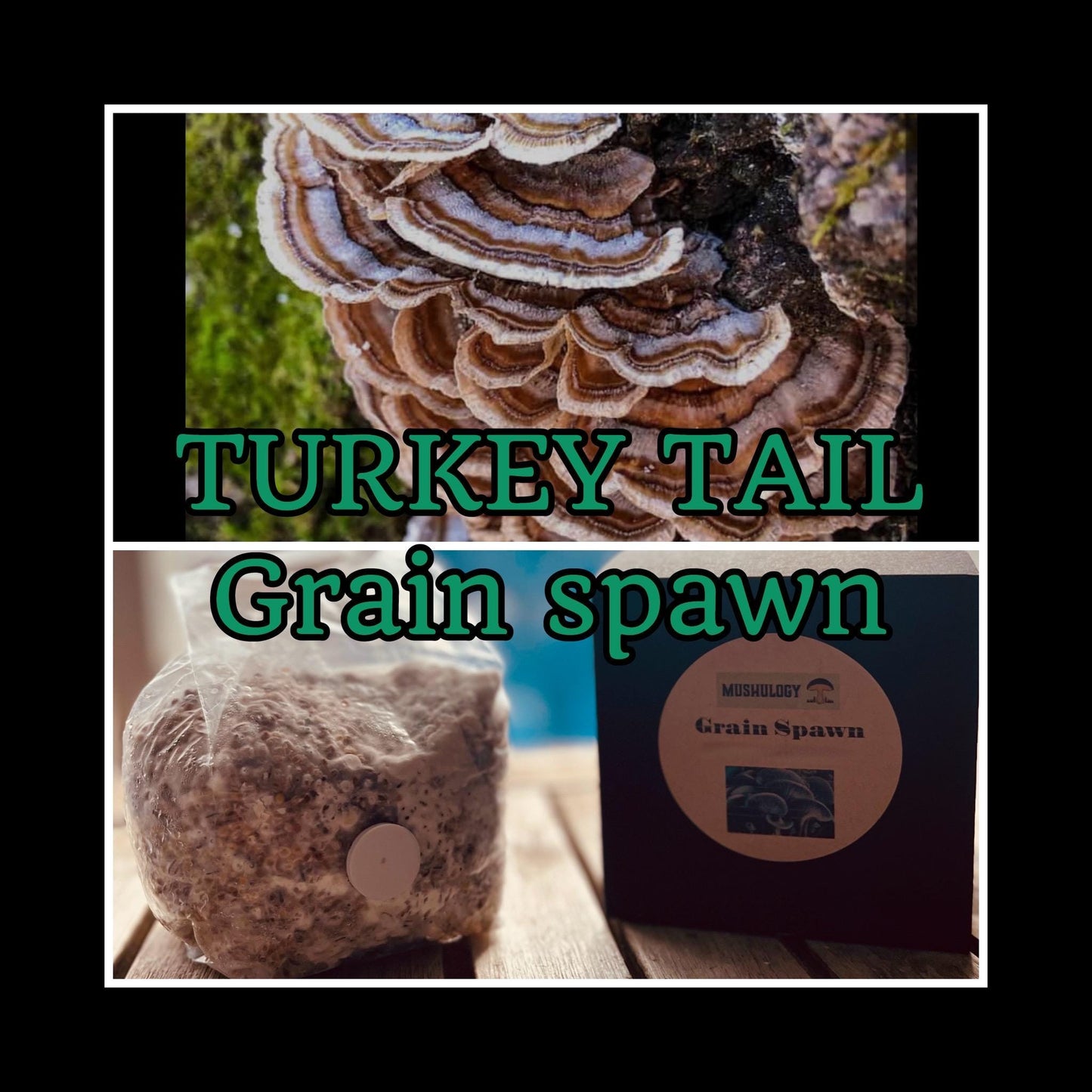 Fully Colonized Mushroom Spawn - Turkey Tail Strain for DIY Cultivation- Grow Mushrooms indoors