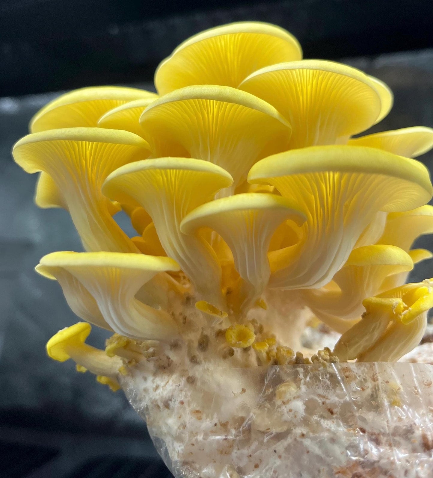 Premium Golden Oyster Mushroom Grain Spawn - for DIY Mushroom Cultivation Grow Mushrooms at home