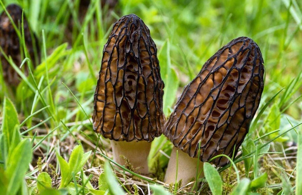 Premium Black Morel Mushroom Grain Spawn for Growing Mushrooms at home
