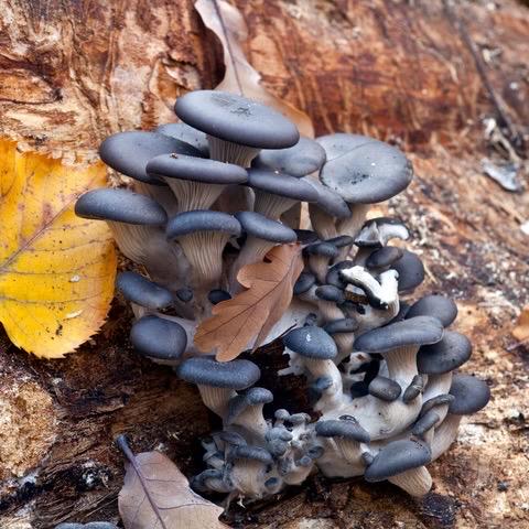 Log Inoculation Kit with Blue Oyster Wood Plugs - Set of 100