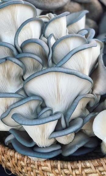 Organic Blue Oyster Mushroom Liquid Culture for Grain Spawn Inoculation- Grow mushrooms indoors