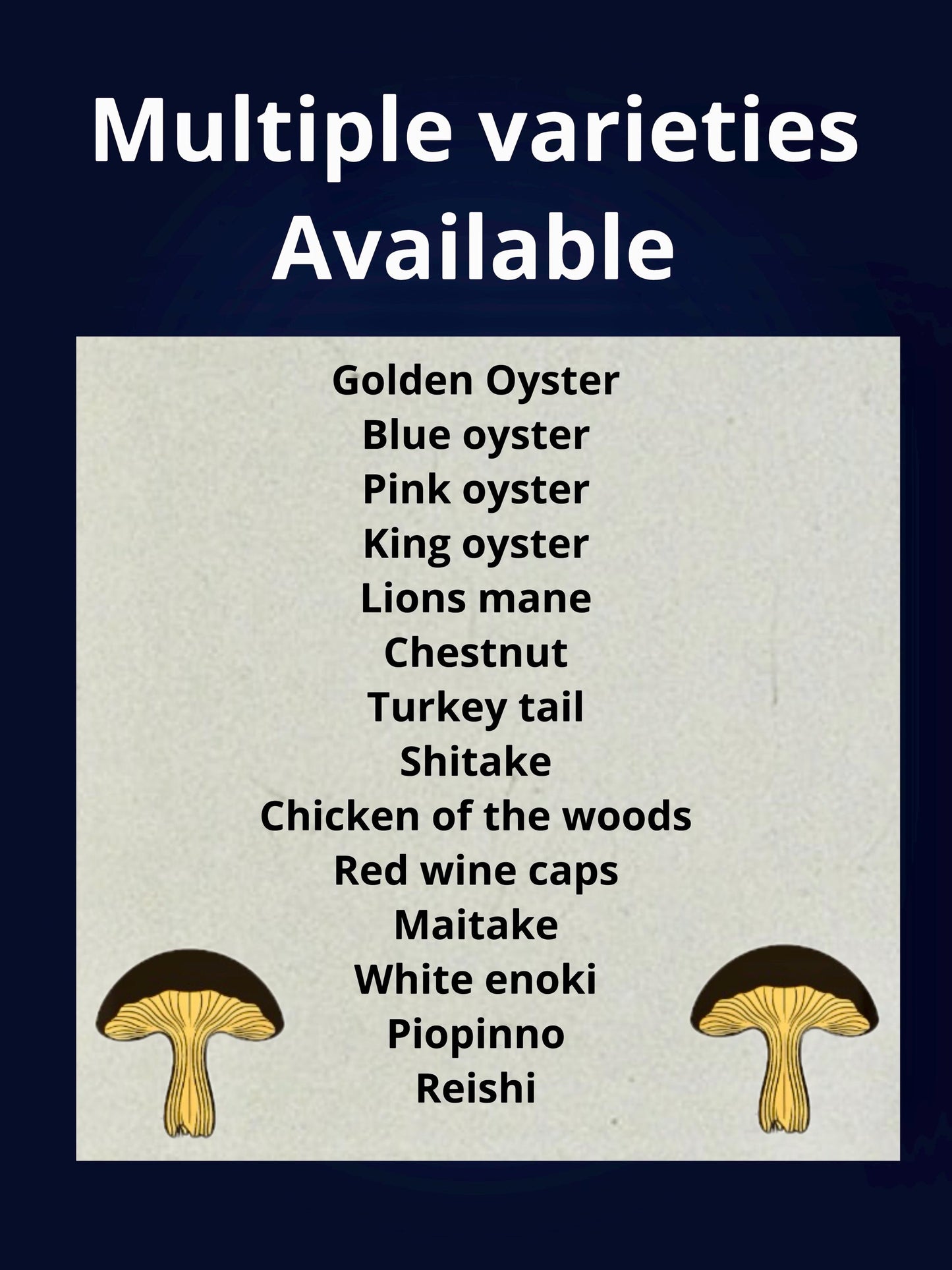Premium Blue Oyster Mushroom Grain Spawn for Growing Mushrooms at home
