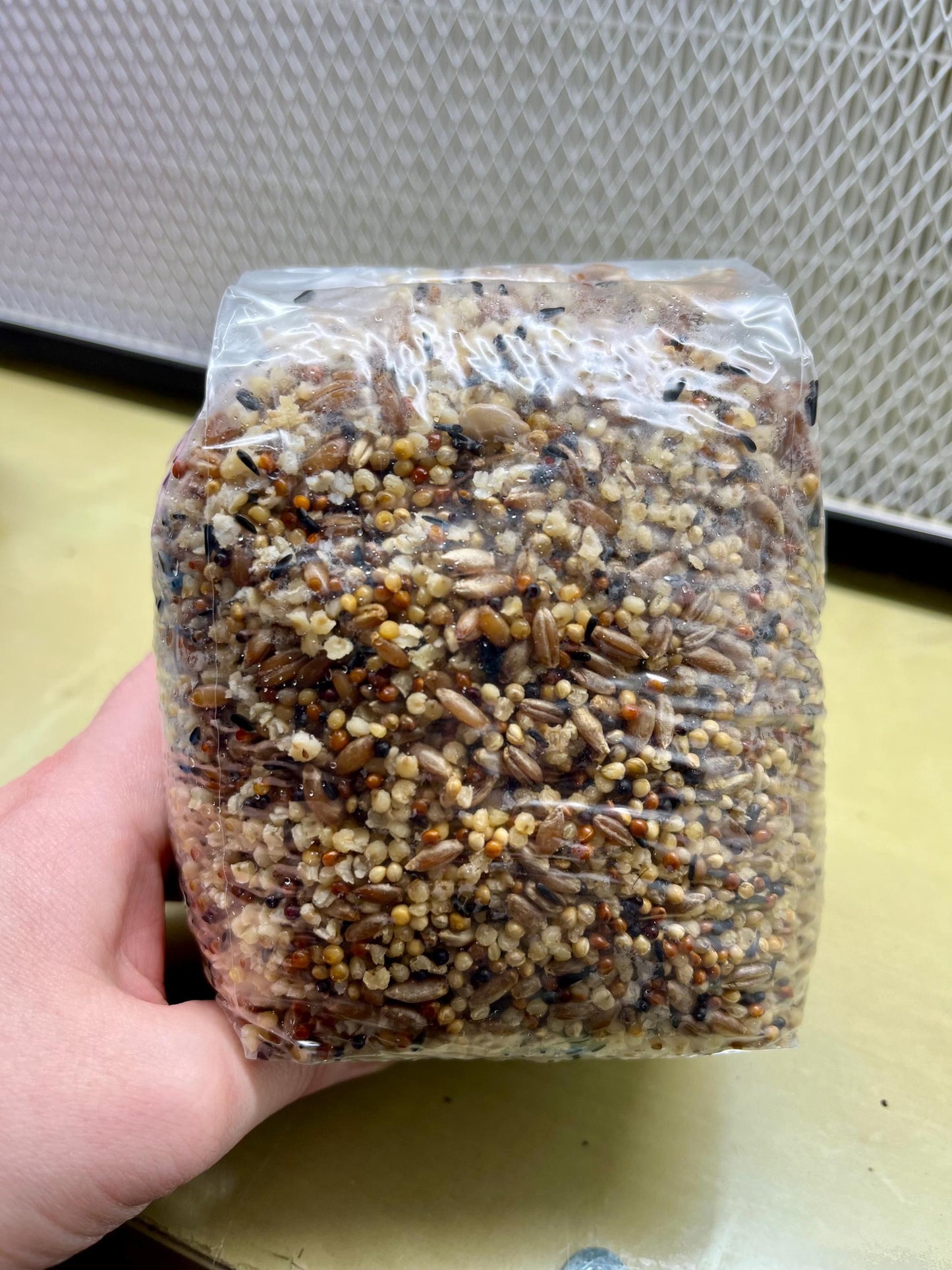 Premium Sterilized mushroom Grain Spawn for Mushroom Cultivation. DYI mushroom grow