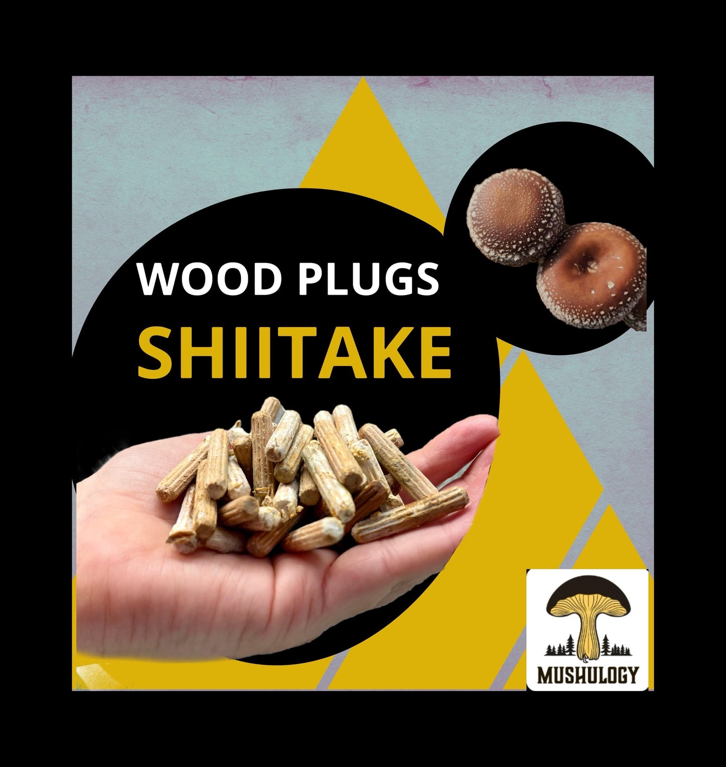 Log Inoculation Kit - 100 Shiitake Wood Plugs for Mushroom Cultivation . Shiitake mushroom