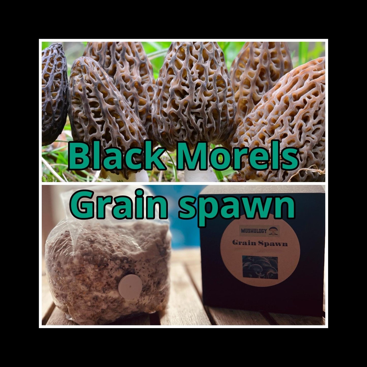 Premium Black Morel Mushroom Grain Spawn for Growing Mushrooms at home