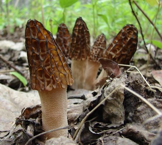 Premium Black Morel Mushroom Grain Spawn for Growing Mushrooms at home