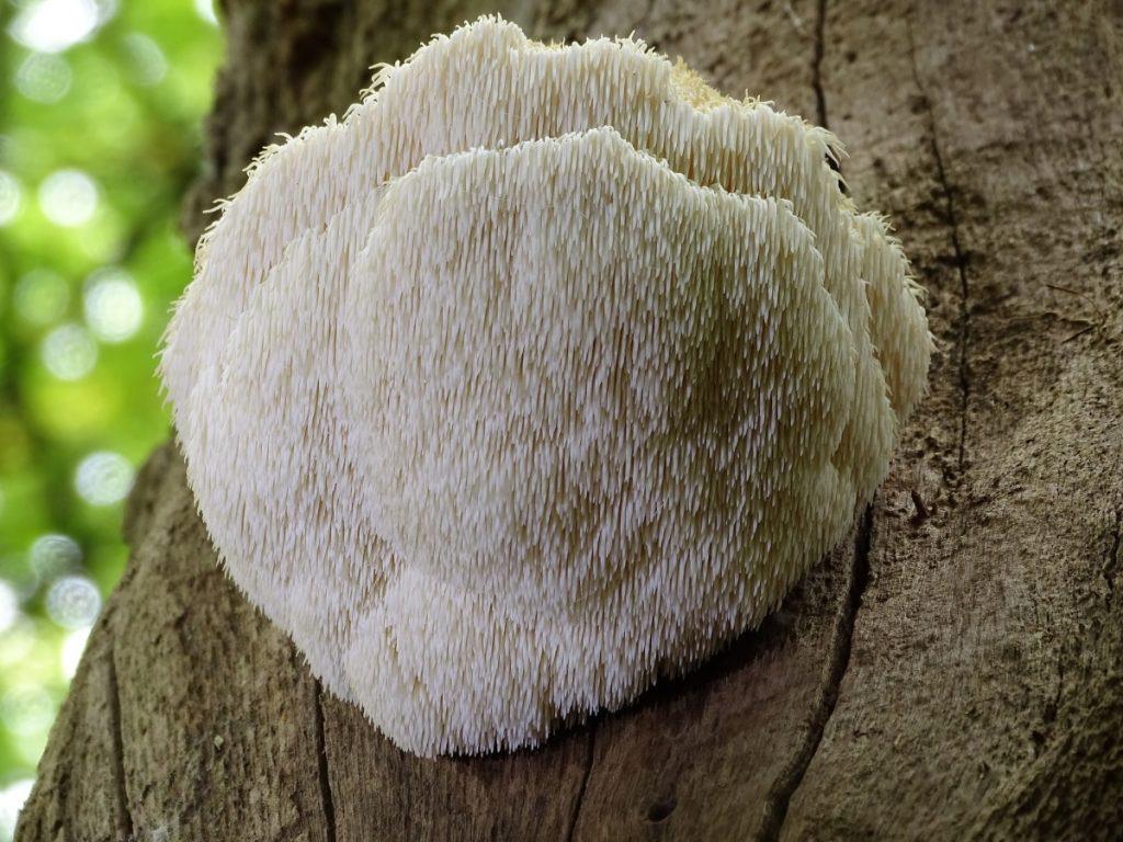 Lions Mane Wood Plugs - Mushroom Cultivation Supplies (100 Units)