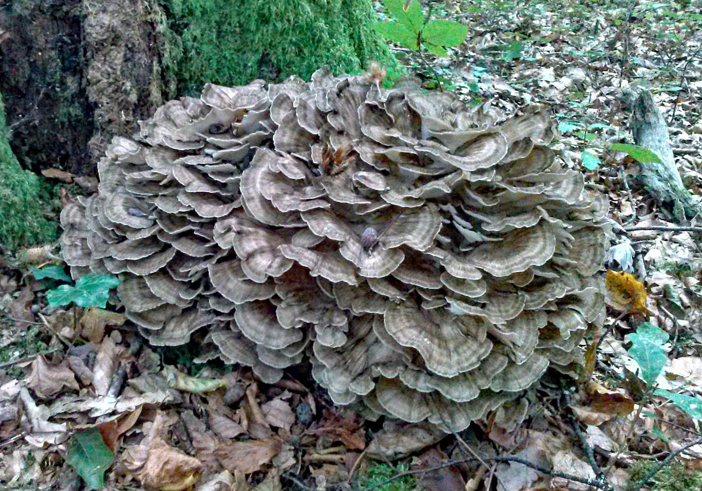 Maitake Grain Spawn mushroom - Ready-to-Use for Mushroom Farming & Indoor Cultivation mushroom spawn