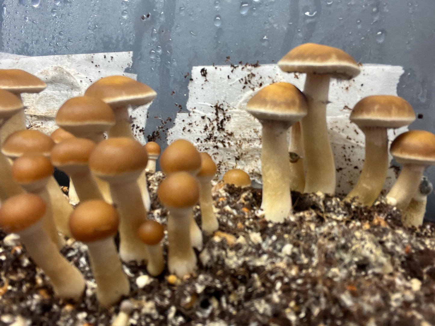 Mini Monotub Mushroom Growing Kit - Easy Home Cultivation- Grow mushrooms indoors
